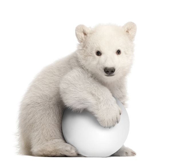 Kutup ayısı yavrusu, ursus maritimus, 3 ay yaşlı, beyaz arka planı oturan beyaz topu - Fotoğraf, Görsel