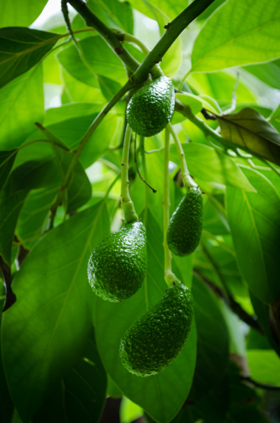 Avocados Growing on Tree  - Photo, Image