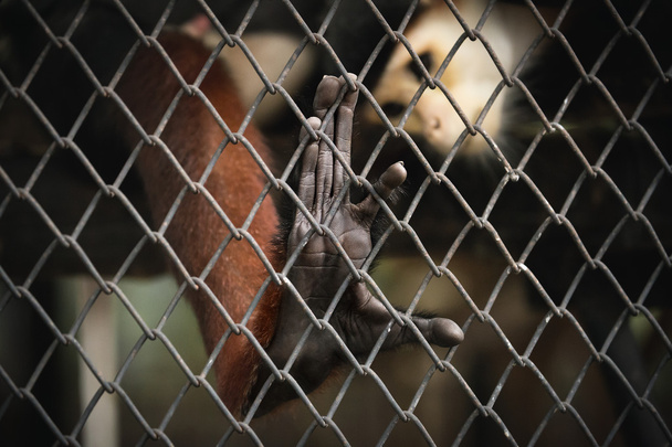 Monkey's hand on iron cage - Photo, Image