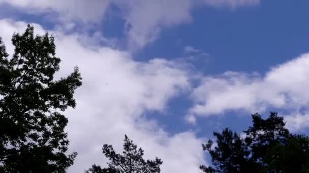 Clouds Are Flying Above the Trees. Time Lapse. - Footage, Video