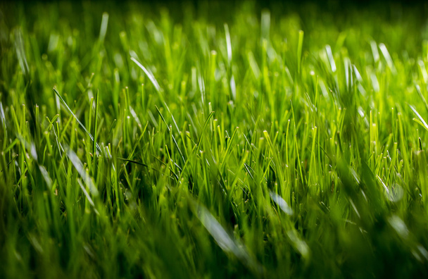 beautiful green evening grass - Photo, Image