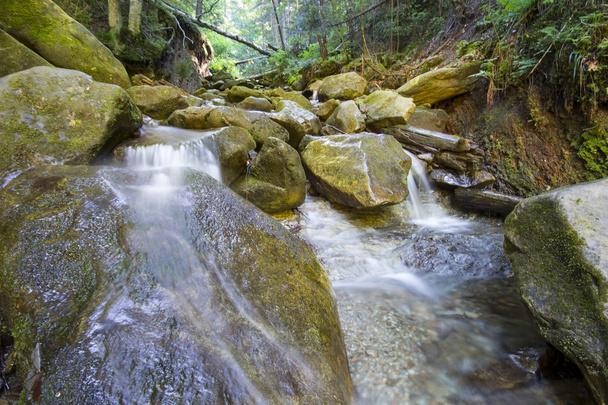 Rivière de montagne qui coule à travers la forêt verte de mousse profonde
 - Photo, image