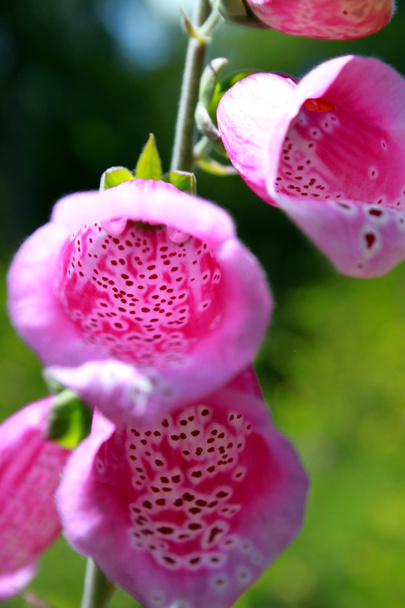 blooming Foxglove in the forest - Photo, Image