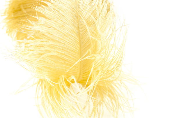 Pluma amarilla
 - Foto, imagen