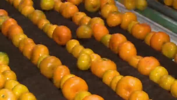 Tangerines in refinery - Footage, Video