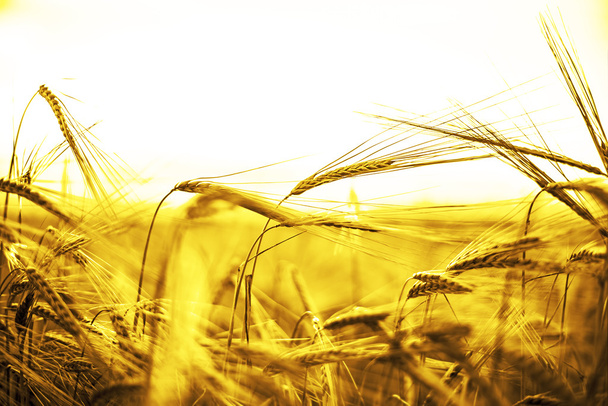 Oreilles de mûrissement du blé jaune
 - Photo, image