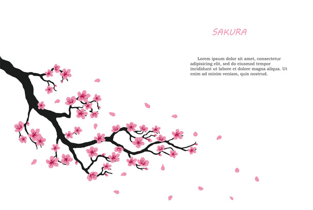 Flowering branch of sakura on a white background - Vector, Image