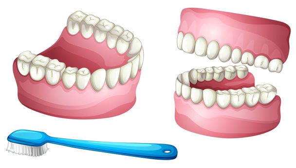 Escova dentária e dentária
 - Vetor, Imagem