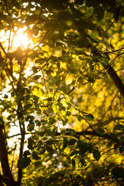  fresh green leaves on tree  - Valokuva, kuva