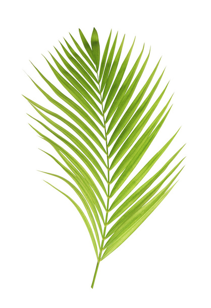 hoja de palma verde aislada sobre fondo blanco - Foto, Imagen