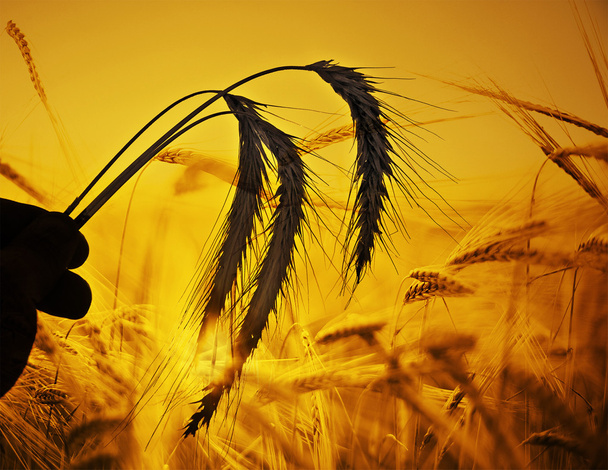 hombre sosteniendo espigas de trigo
 - Foto, Imagen
