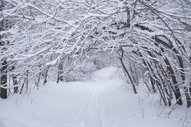 zimní zasněžené stromy  - Fotografie, Obrázek