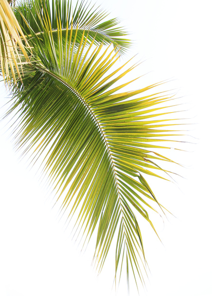 白い背景に孤立したココナッツの葉 - 写真・画像