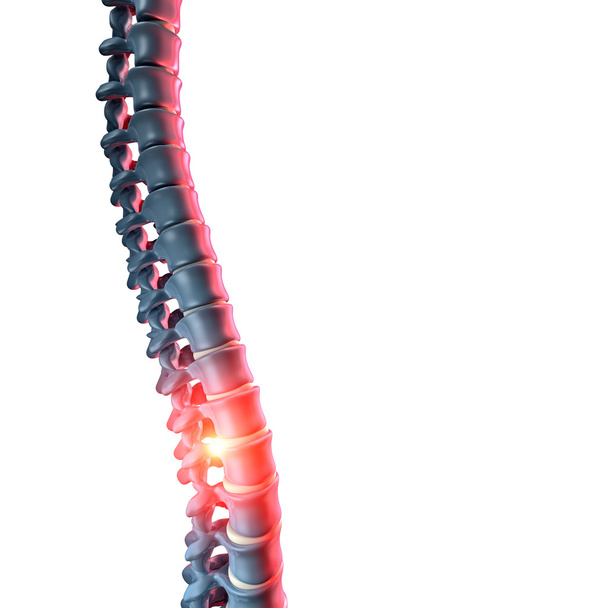 human spinal bone 3d - Foto, Imagem