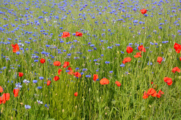 красивый дикий цветочный луг
 - Фото, изображение