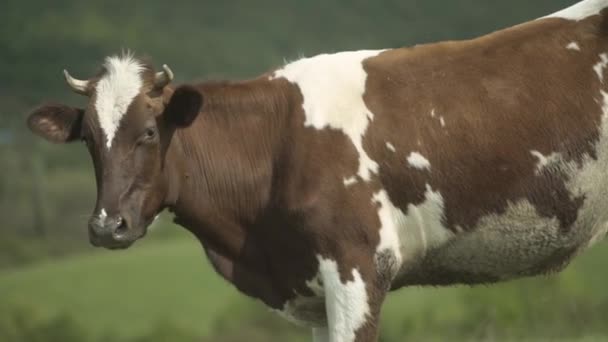 Корова стоит и смотрит в камеру
 - Кадры, видео