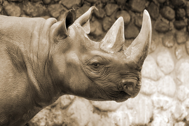 portrait d'un jeune rhinocéros blanc - Photo, image