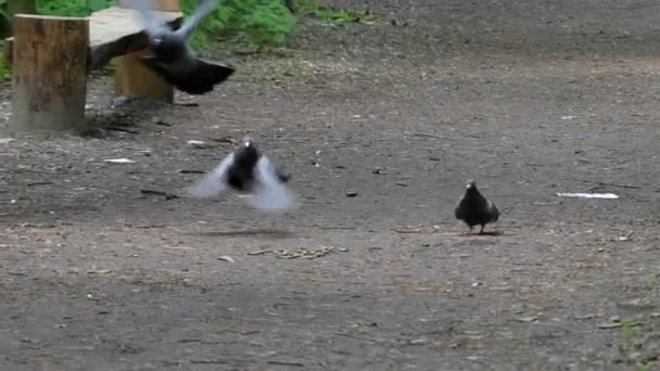a galambok a parkban vegye le a lassú mozgás. - Felvétel, videó