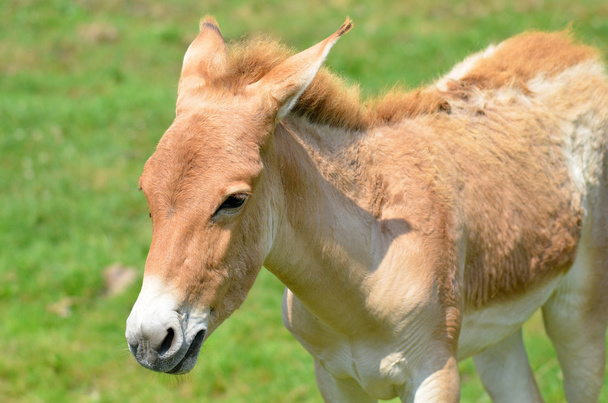 Equus hemionus est un grand membre du genre Equus de la famille des Equidés originaire des déserts de Syrie, Iran, Pakistan, Inde, Israël.. - Photo, image