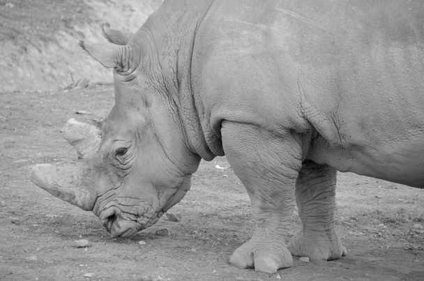 Rhinoceros is een geslacht van hoefdieren uit de familie "Rhinocerotidae". Twee van deze soorten komen oorspronkelijk uit Afrika en drie uit Zuid-Azië.. - Foto, afbeelding