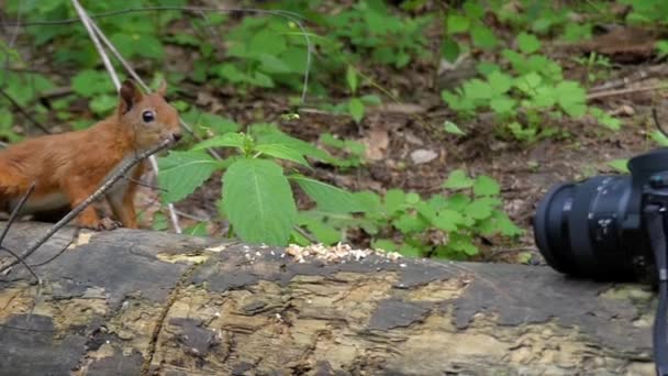 カメラは赤リスが森でナッツを食べる方法を記録します。スローモーション. - 映像、動画