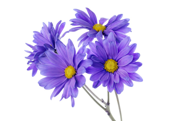Daisy flowers - Photo, Image