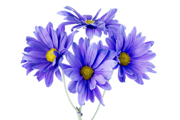 Four daisy flowers - Photo, Image
