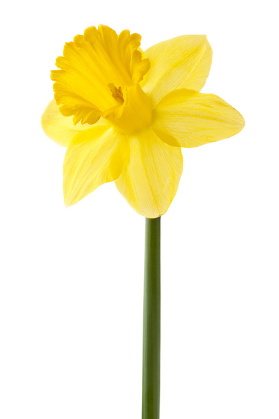 žlutý narcis na stonku - Fotografie, Obrázek