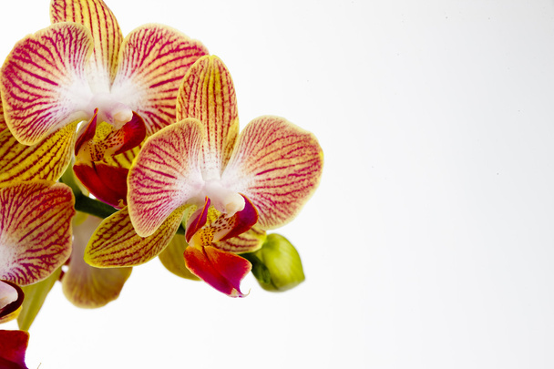Orquídea con un brote
 - Foto, Imagen