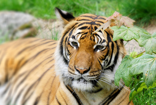 Tiger aus nächster Nähe: Der Tiger (Panthera tigris) ist die größte Katzenart. Es ist das drittgrößte Landraubtier (hinter dem Eisbären und dem Braunbär)). - Foto, Bild