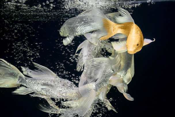 Betta-kalojen liikkuminen
 - Valokuva, kuva