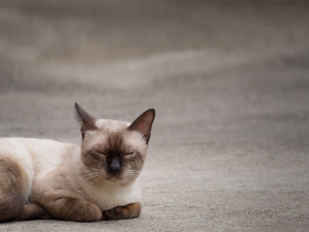 thai famous cat (siamesische Katze) schlafen - Foto, Bild