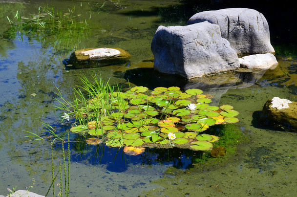 beautiful pond with green lotus - Photo, Image