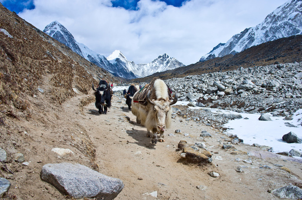 Yaks near Everest Base Camp - Фото, изображение