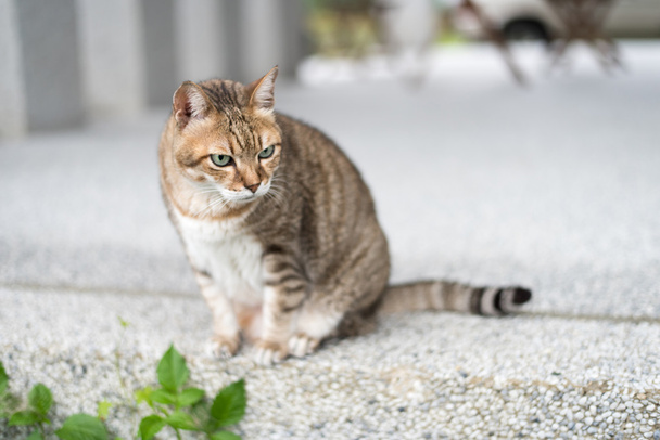 gato tabby doméstico - Foto, imagen