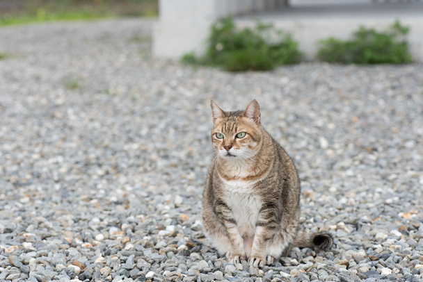 gatto domestico tabby - Foto, immagini