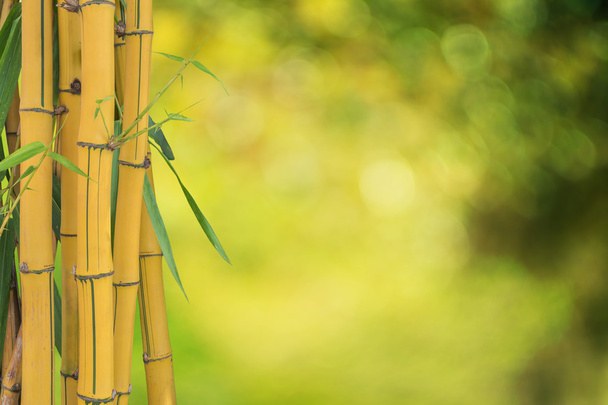 Amarillo bambú fresco aislado sobre fondo verde borroso
 - Foto, Imagen