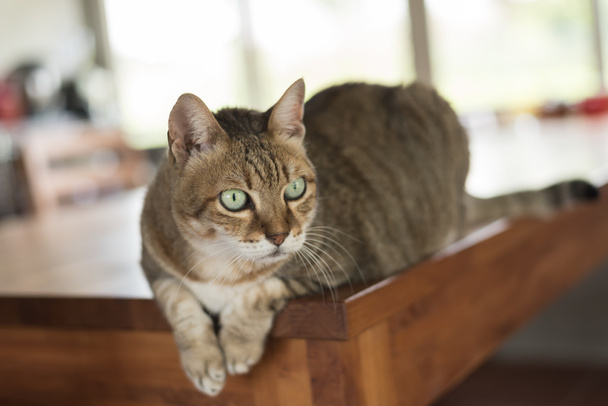 domestic tabby cat - Photo, Image