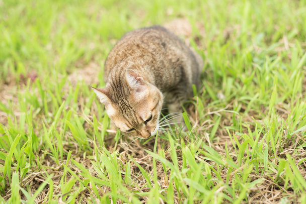 猫草を食べる - 写真・画像