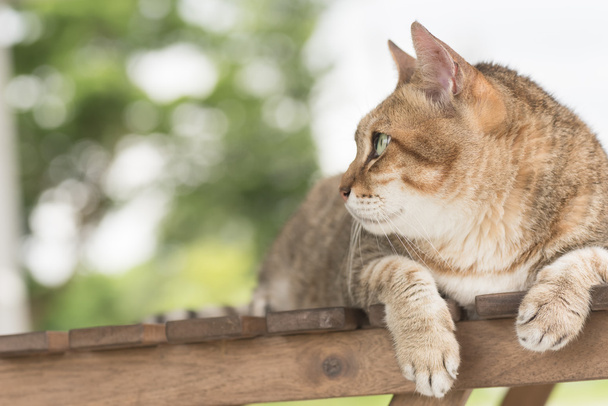 Yerli kedi yüz - Fotoğraf, Görsel