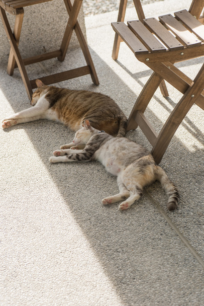 внутрішні пара кішка
 - Фото, зображення