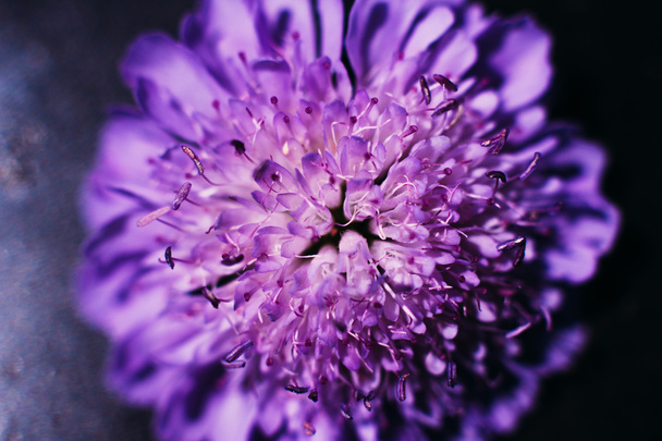 Great purple aster closeup, floral background - 写真・画像