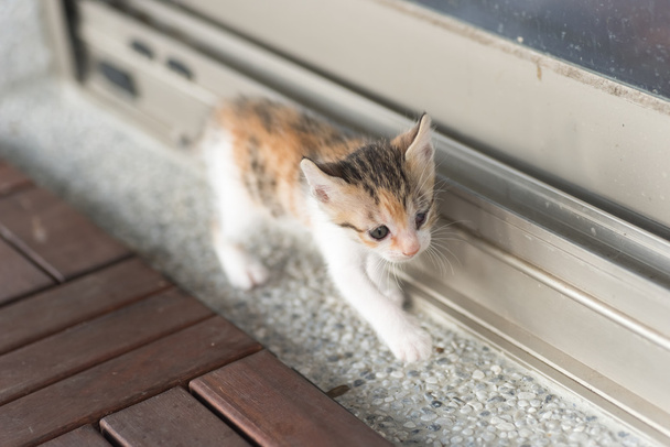 Baby kočka chůze  - Fotografie, Obrázek