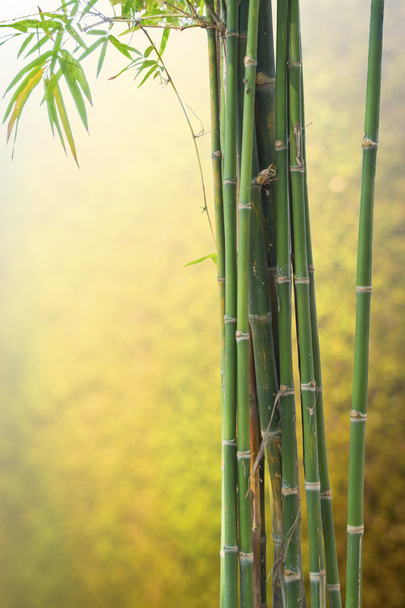 Fresh bamboo green on Blurred  background - Photo, Image