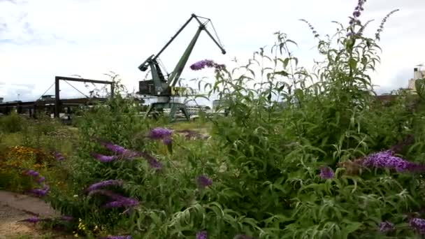 Crane on waste land port to lift heavy loads. Tracking shot right to left. Shrubbery with flowers in the front. Long shot. - Footage, Video