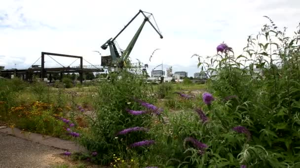 Crane on waste land port to lift heavy loads. Tracking shot left to right. Shrubbery with flowers in the front. Long shot. - Footage, Video