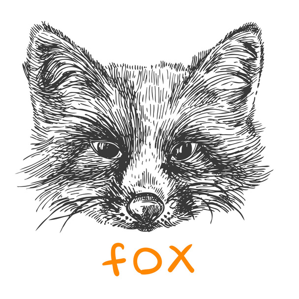 szkic Fox - Wektor, obraz