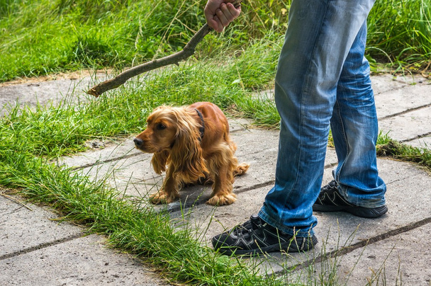 Man holds a stick in hand and he wants to hit the dog - Photo, Image