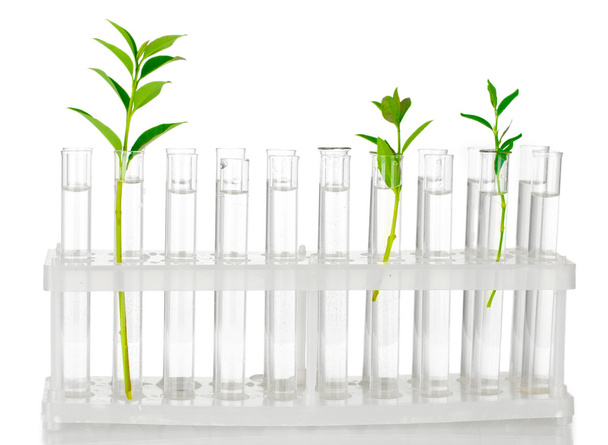 Test-tubes with a transparent solution and the plant isolated on white background close-up - Photo, Image