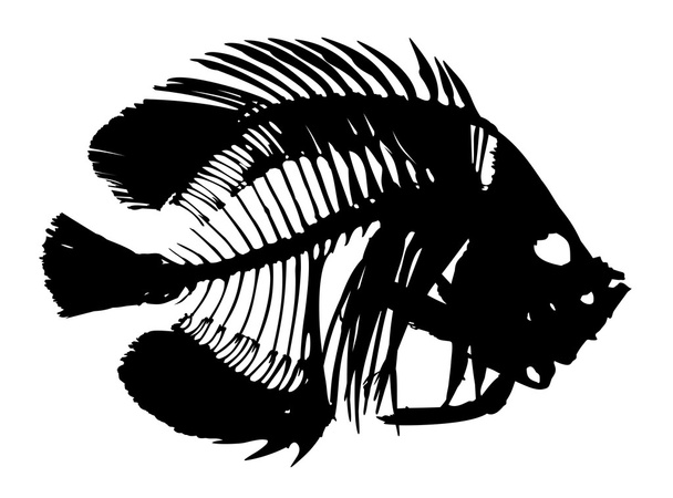 Esqueleto de pescado
.  - Vector, Imagen